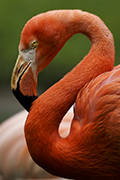 Zoovogel, Flamingo